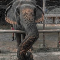 Elephant Jungle Sanctuary Phuket