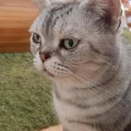 บรรยากาศ Memeow Small Home Big Love