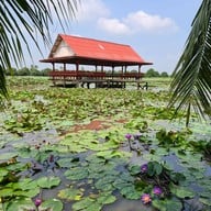 บรรยากาศ นาบัวลุงแจ่ม