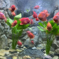 บรรยากาศ บึงฉวาก