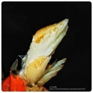 9 กุ้งอบ ปูอบ - Grab Kitchen วิภาวดี 36