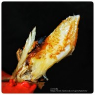 9 กุ้งอบ ปูอบ - Grab Kitchen วิภาวดี 36