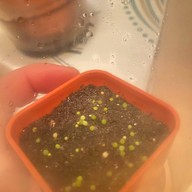 คุกกี้รันแคคตัส / CookieRunCactus Facebook.com/CookieRunCactus