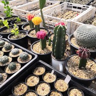 บรรยายคาเฟ่