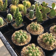 บรรยายคาเฟ่