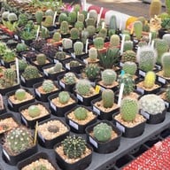 บรรยากาศ หลาดหน้าพระธาตุ