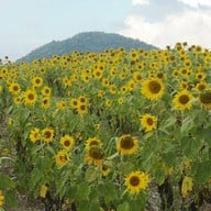 ทุ่งทานตะวัน ไร่มณีศร เขาใหญ่