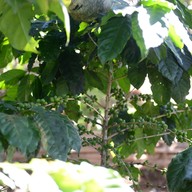 ดอยช้าง