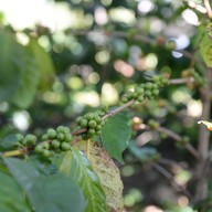 ดอยช้าง