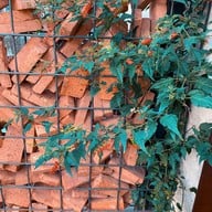 Youngfolk At Wonderwall  Hotel