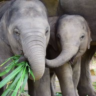 บรรยากาศ ปางช้าง Elephant Retirement Park แม่แตง เชียงใหม่