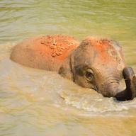 บรรยากาศ ปางช้าง Elephant Retirement Park แม่แตง เชียงใหม่