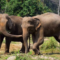 บรรยากาศ ปางช้าง Elephant Retirement Park แม่แตง เชียงใหม่