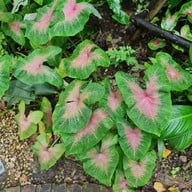 บรรยากาศ foreste café by Anna-nava