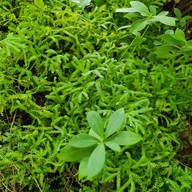 บรรยากาศ foreste café by Anna-nava