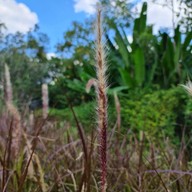 บรรยากาศ foreste café by Anna-nava