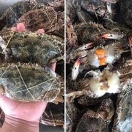 เมนูของร้าน เจ้จิ๋มกุ้งสด