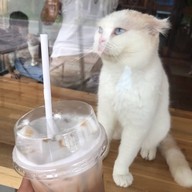 เมนูของร้าน DOO CAT CAFE Phuket