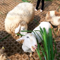 บรรยากาศ The Scenery Vintage Farm