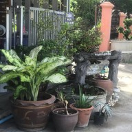 ร้านอาหารป้าหมู