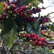 โครงการหลวงดอยอินทนนท์ (Royal Project Inthanon)