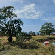 ใบตอง วิว