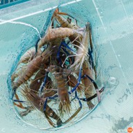 ฉลองซีฟู๊ด