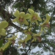 ร้านล่องสวน