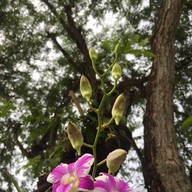 ร้านล่องสวน