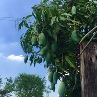 ร้านล่องสวน