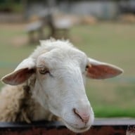 ฟินฟาร์ม  ข้างม.แม่โจ้