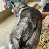 HODS: House Of Dogs -