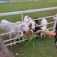 Sheep Vil's