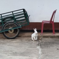 วัดป่าพระธาตุจอมกิตติ