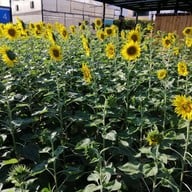 Kuboro Melon Farm Kuboro Melon Farm