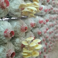 เขาใหญ่ พาโนราม่า ฟาร์ม