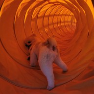 บรรยากาศ Bounce Dog Sport Center