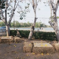 บรรยากาศ YANG ยาง