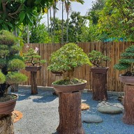 Bonsai Coffee House