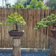 Bonsai Coffee House