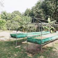 บรรยากาศ YANG ยาง