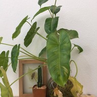 Thinkin Cafe หลังมข.