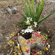 วัดไทรพุทธรังสี