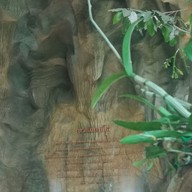 วัดไทรพุทธรังสี