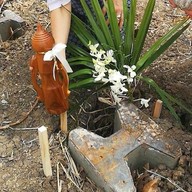 วัดไทรพุทธรังสี