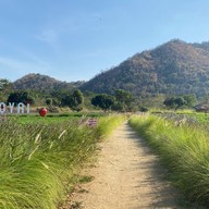 ไร่แผ่นดินทอง