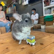Rabbito' Cafe