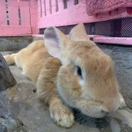 Rabbito' Cafe
