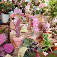 Pongyo at sansiri backyard