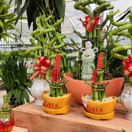 Pongyo at sansiri backyard